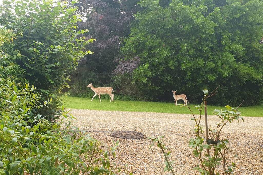 The Old Barn Annexe, Cosy Stay, Close Drive To City, Beach, South Downs & Goodwood Chichester Eksteriør bilde